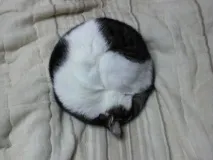 Винахідливі коти, які сплять щосили коти