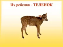 Їхня дитина - ТЕЛЕНЯ - Картинка 568-25 картинка