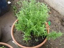 Иссоп фото та види, лікувальні властивості та правила догляду за рослиною иссоп