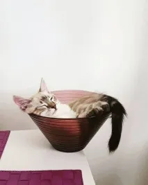 Винахідливі коти, які сплять щосили сплять