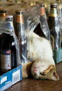Винахідливі коти, які сплять щосили сплять