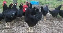 найкращі