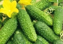 Яке найкраще насіння самозапильних огірків вирощують у відкритому грунті, Садівництво24 огірків