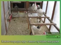 найкращі