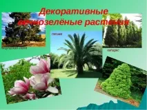 дерева