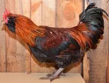 несушки