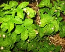 Як боротися зі слимаками на городі народні та хімічні методи боротьби, профілактика появи городі