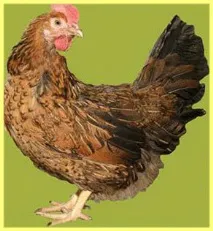 найкращі