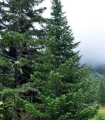 колір