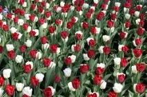 Як правильно посадити тюльпани посадити