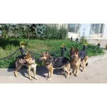 собаку