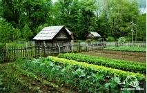 Як зробити сироїдіння і веганство дешевим сироїдіння