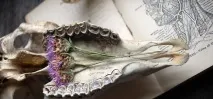Як стати відьмою - Магія Шувані стати