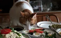 кішки