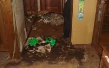 кішки