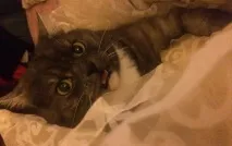 собаки