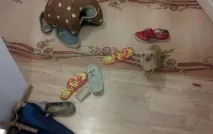 собаки
