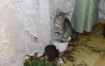 хуліганять