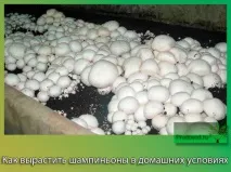 догляд