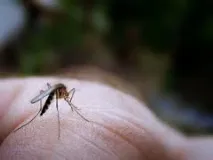 Як захиститися від комах у дикій природі. захиститися