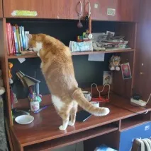 собаки