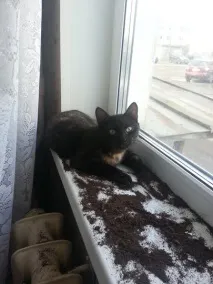 кішки