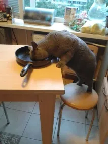кішки
