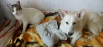 собаки
