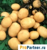 Картопля свіжа у Чернігові інтернет-магазини та компанії з вартістю в каталозі чернігові