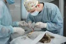 Кастрація котів у Саратові від 1 000 рублів (ціни), Ветпрактик рублів