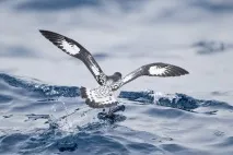 Капський голубок – птах морських просторів капський