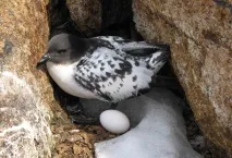 Капський голубок – птах морських просторів голубок