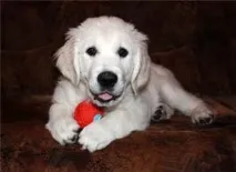 Kennel retriever - MOE SOKROVISCHE собака