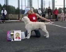 Kennel retriever - MOE SOKROVISCHE його