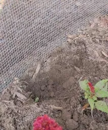 Каркасний курник на 6-8 курей покроково креслення з розмірами відео покроково