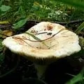 Їстівне () 6 букв - пошук слів по масці та визначенню, відповіді на сканворди пошук