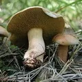 Їстівне () 6 букв - пошук слів по масці та визначенню, відповіді на сканворди їстівне