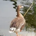 сірий