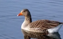 сірий