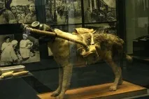 З ДНЕМ ПЕРЕМОГИ! В ПАМ’ЯТЬ ПРО СОБАКИ ВІЙНИ - 1 собаки