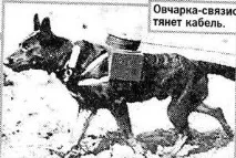 З ДНЕМ ПЕРЕМОГИ! В ПАМ’ЯТЬ ПРО СОБАКИ ВІЙНИ - 1 собаки