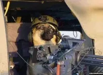 З ДНЕМ ПЕРЕМОГИ! В ПАМ’ЯТЬ ПРО СОБАКИ ВІЙНИ - 1 війни
