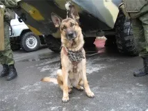 З ДНЕМ ПЕРЕМОГИ! В ПАМ’ЯТЬ ПРО СОБАКИ ВІЙНИ - 1 собак