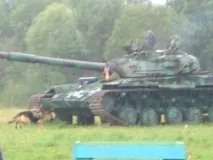 З ДНЕМ ПЕРЕМОГИ! В ПАМ’ЯТЬ ПРО СОБАКИ ВІЙНИ - 1 собаки