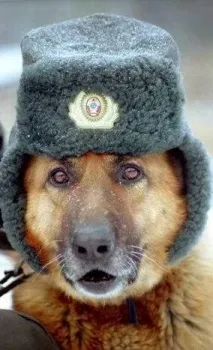 З ДНЕМ ПЕРЕМОГИ! В ПАМ’ЯТЬ ПРО СОБАКИ ВІЙНИ - 1 перемоги