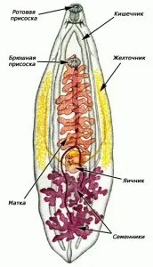 клонорхиаза