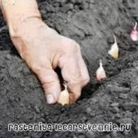 озимий
