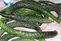 Китайські огірки - які вони, чи варто їх садити огірки