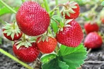 Полуниця «Зенга зенгана» опис сорту, фото опис