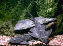 більше